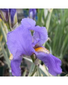 Iris Pall Aureo Variegata 1G