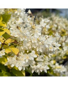Chardonnay Pearls Deutzia