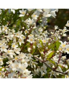 Nikko Deutzia