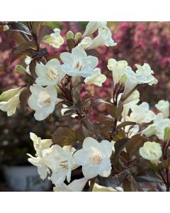 Wine & Spirits Weigela