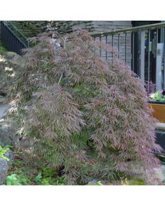 Inaba Shidare Japanese Maple