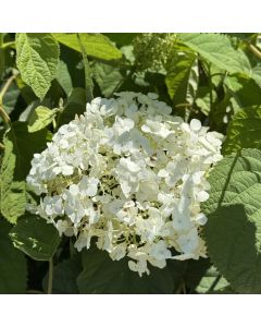 Incrediball Hydrangea 