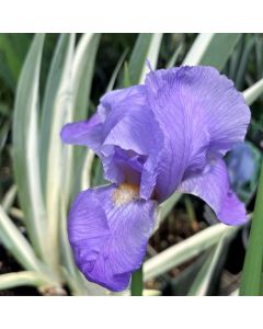 Iris Pall. Albo Variegata 1GAL