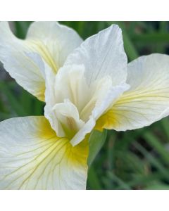 Iris 'Butter & Sugar' 1G