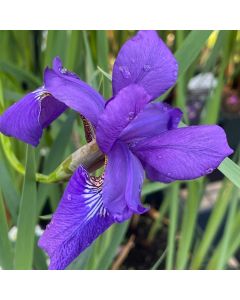 Iris 'Caesar's Brother' 1G