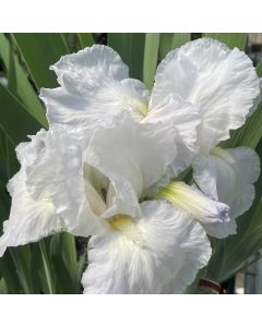 Iris 'Immortality' 1G