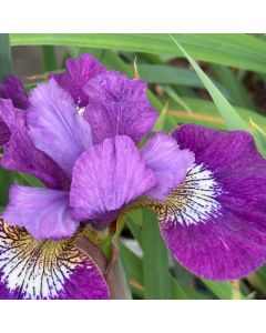 Iris 'Jeweled Crown' 1G