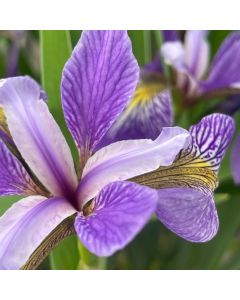 Iris 'Versicolor' 1G