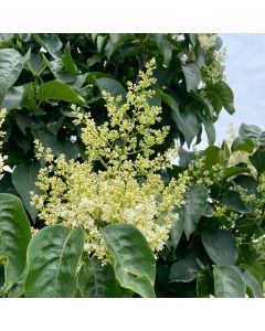 Japanese Ivory Pillar Lilac