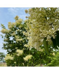 Japanese Ivory Silk Lilac