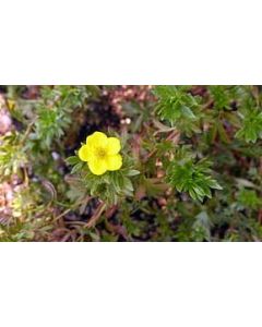 Jackman's Variety Potentilla