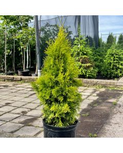 Janed Gold Cedar (ONT)
