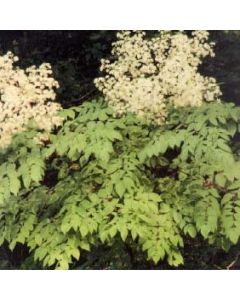 Japanese Angelica Single Stem
