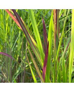 Imperata 'Red Baron' 1G
