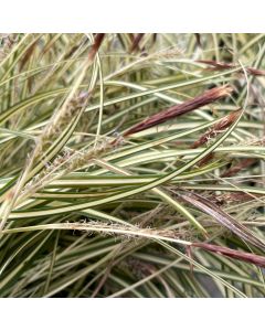 Sedge 'Evergold' 1G