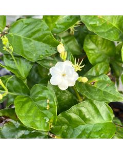 6" Jasmine Sambac