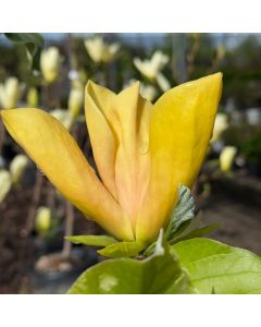 Judy Zuk Magnolia