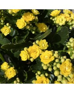 Kalanchoe - Calandiva 6"