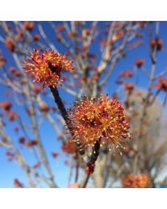 Karpick Red Maple