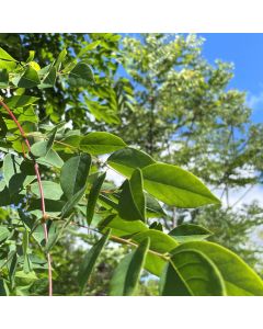 Kentucky Coffee Tree