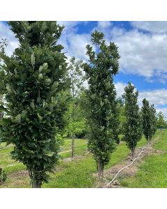 Kindred Spirit Oak