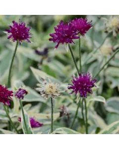 Knautia 'Thunder Lightning' 1G