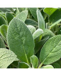 Lamb's Ear 'Helen Von Stein 1G