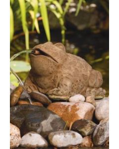 Large Bull Frog-Plumbed