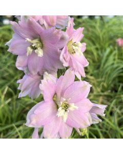 Delphinium 'Cherry Blossom' 1G