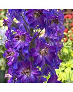 Delphinium 'Blue Bee' 1G