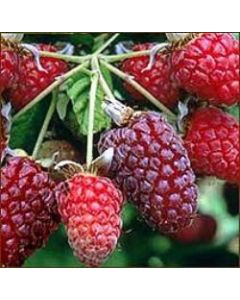 Latham Rasberries