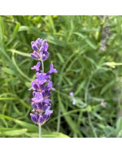 Lavender 'Hidcote' 1G