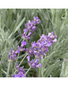Lavender 'Hidcote' 1G