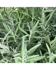 Lavender 'Munstead' 1G