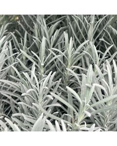 Lavender 'Phenomenal' 1G