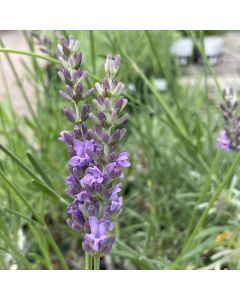 Lavender 'Provence' 1G