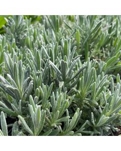 Lavender 'Silver Mist' 1G