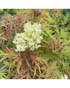 Lemony Lace Elderberry