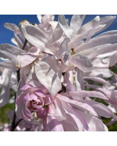 Leonard Messel Magnolia