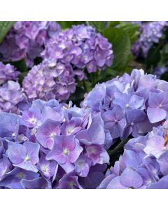 Lets Dance Blue Jangles Hydrangea