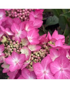 Let's Dance Can Do Hydrangea