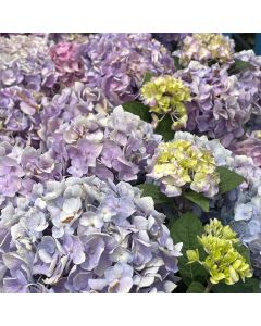 Let's Dance Sky View Hydrangea