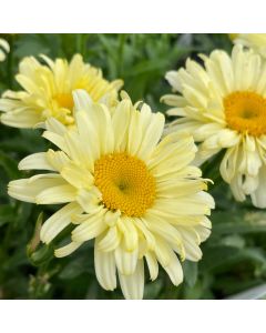 Shasta Daisy 'Banana Cream' 1G