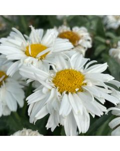 Shasta Daisy 'Freak' 1G