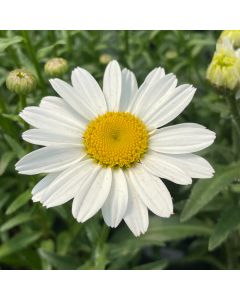 Shasta Daisy 'Snow Cap' 1G