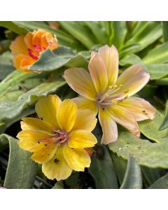 Lewisia 'Little Peach' 1G