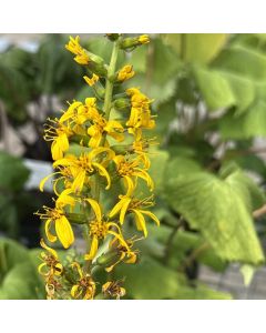 Ligularia 'The Rocket' 1G