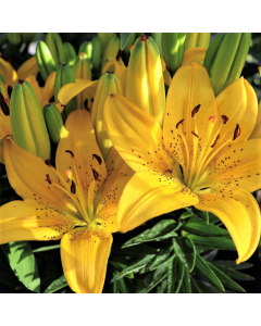Asiatic Lily 'Gold Matrix' 1G