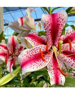Oriental Lily 'Stargazer' 1G