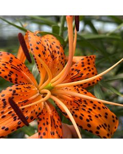Tiger Lily 'Splendens' 1G